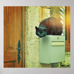 Affiches Grand chat noir de rue a sauté sur la boîte aux le