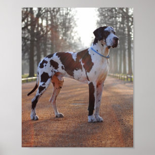 Affiches Grand Danois