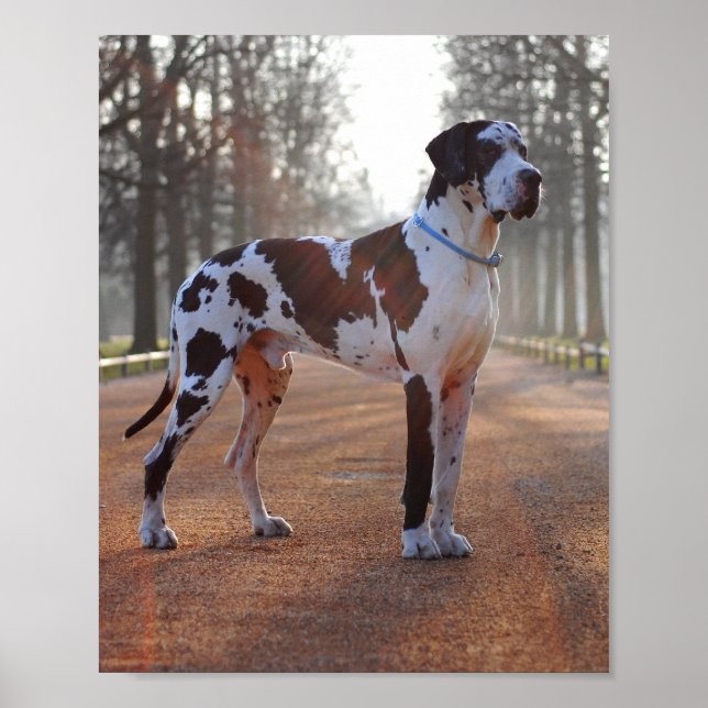 Affiches Grand Danois (Devant)