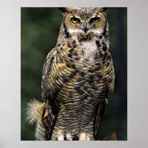Affiches Grand-duc d'Amérique (Bubo virginianus), corps ent