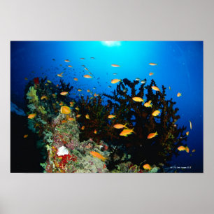 Affiches Grand groupe de poissons de Sea Goldie nageant