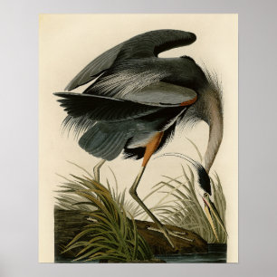 Affiches Grand Héron bleu d'Audubon Marais Oiseau