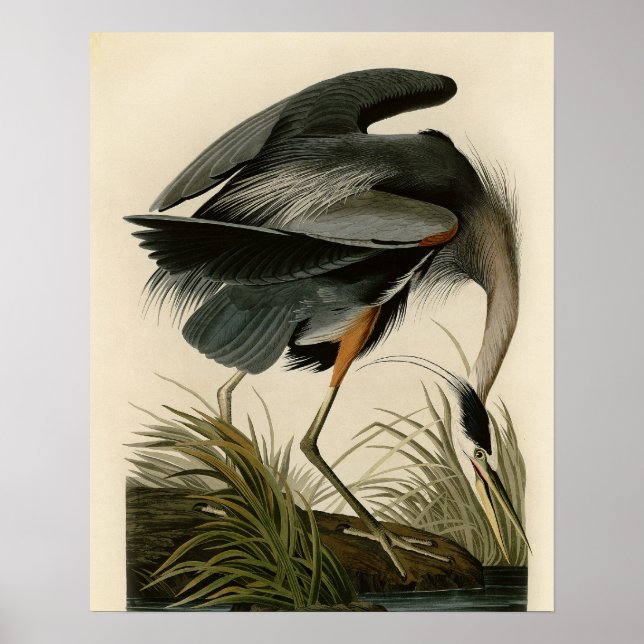 Affiches Grand Héron bleu d'Audubon Marais Oiseau (Devant)