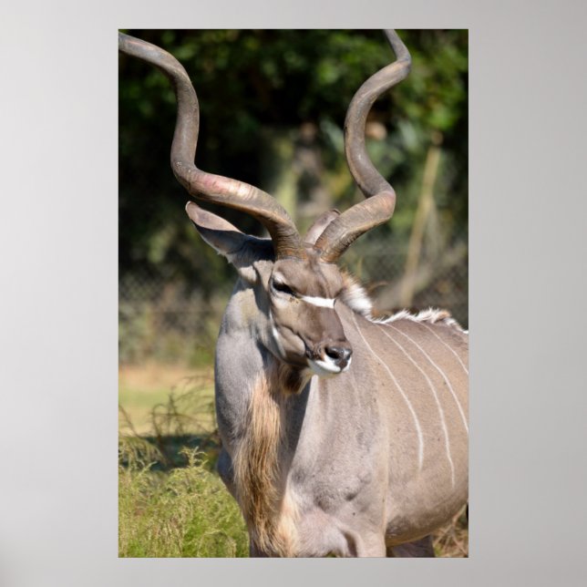 Affiches Grand Kudu (Devant)