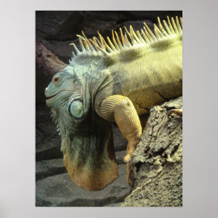 Affiches Grand mâle Iguana sp.