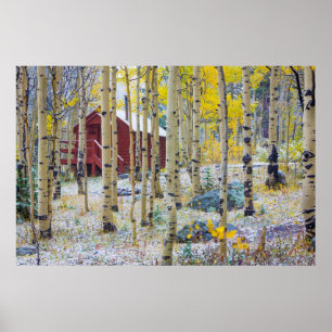 Affiches Grand Mesa cabine solitaire dans une forêt