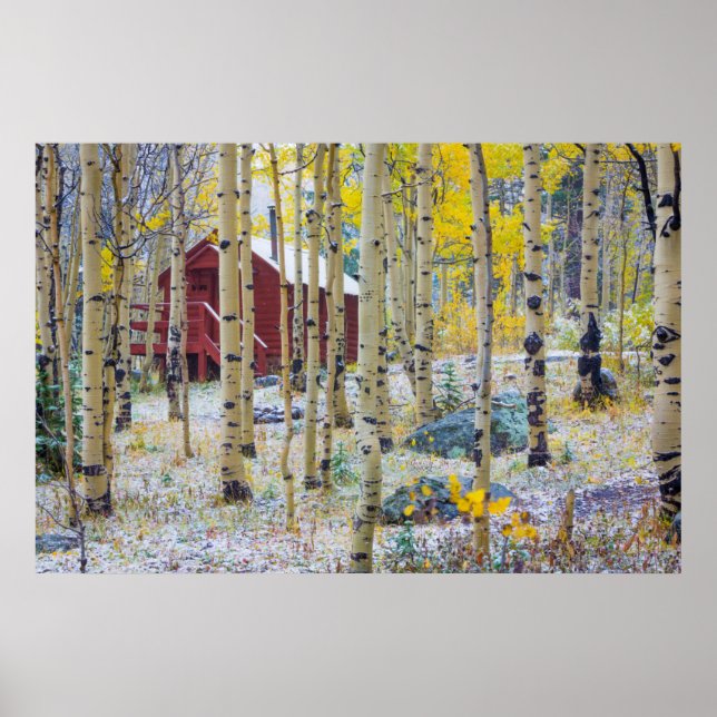 Affiches Grand Mesa cabine solitaire dans une forêt (Devant)