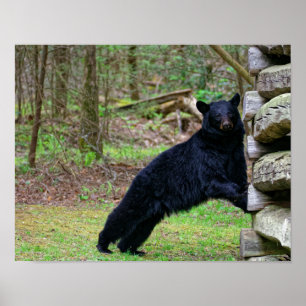 Affiches Grand ours noir dans le fumeux
