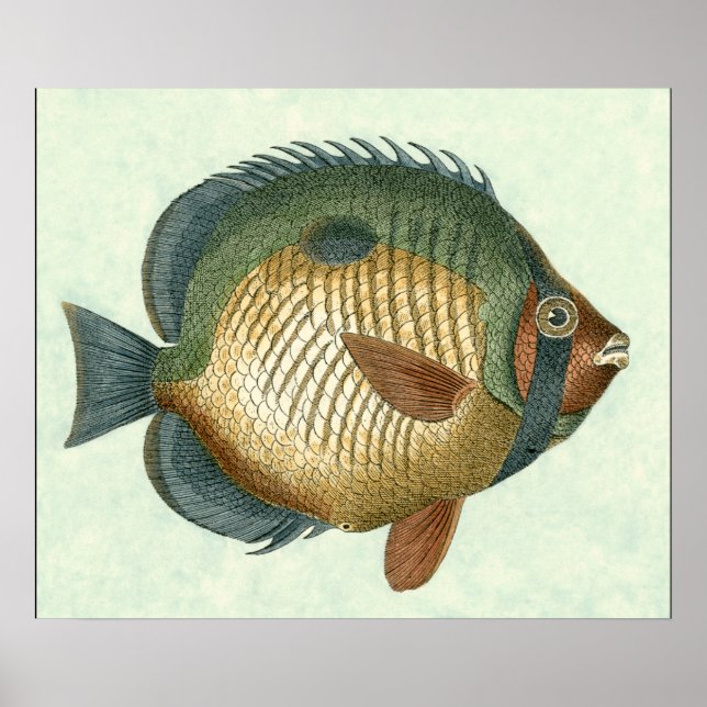 Affiches Grand Poisson Coloré (Devant)