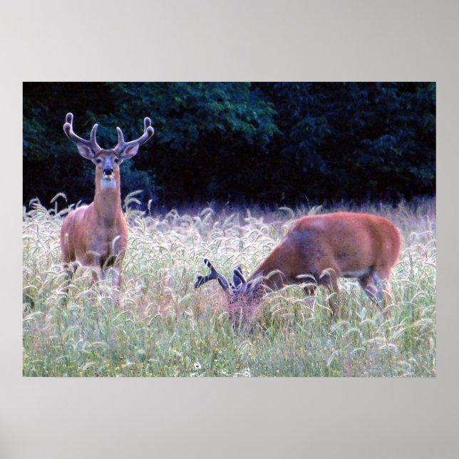 Affiches Grand Prince de la Forêt (Ohio) (Devant)