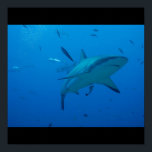 Affiches Grand requin blanc Surf d'eau de mer nage gris fin<br><div class="desc">Destinée Destinée</div>