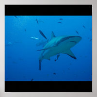 Grand requin blanc Surf d'eau de mer nage gris fin
