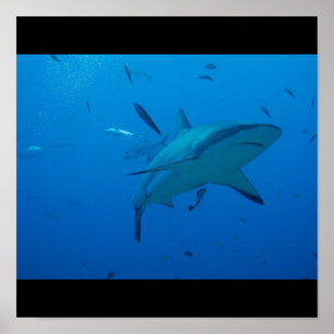 Affiches Grand requin blanc Surf d'eau de mer nage gris fin
