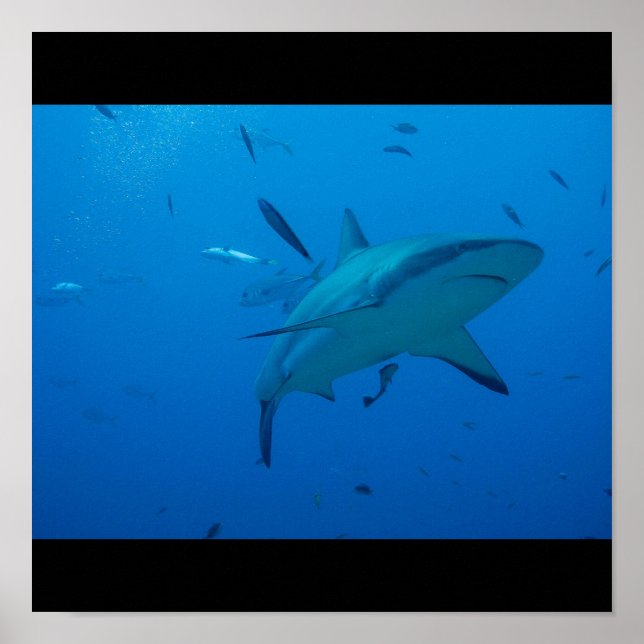 Affiches Grand requin blanc Surf d'eau de mer nage gris fin (Devant)