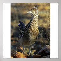 Grand Roadrunner