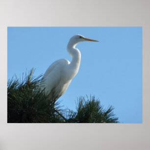 Affiches Grande Aigrette en Floride ensoleillée