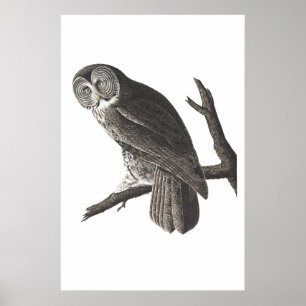 Affiches Grande copie Cinerous vintage d'illustration de