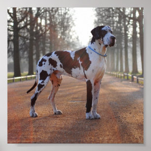 Affiches Grande Dane