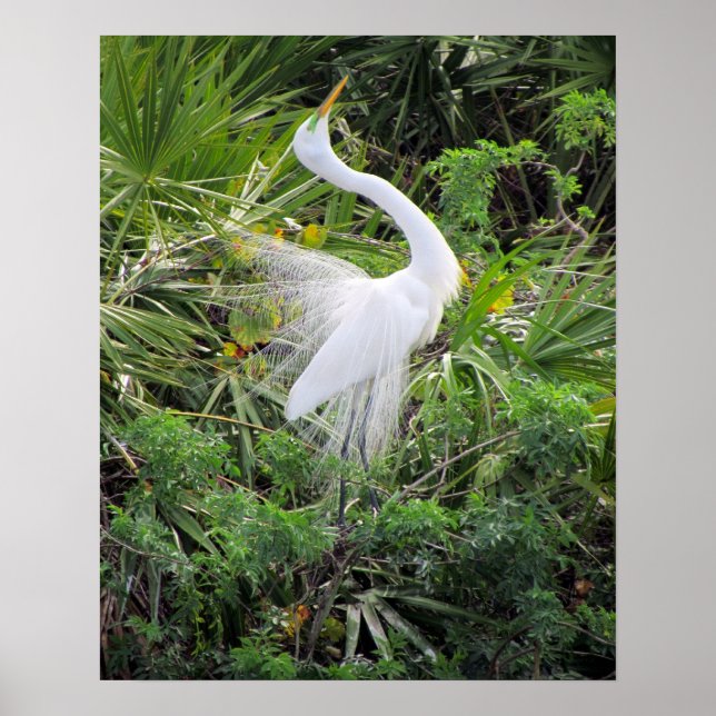 Affiches Grande Danse d'accouplement d'aigrette blanche (Devant)
