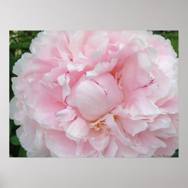 Affiches Grande Fleur rose (Devant)