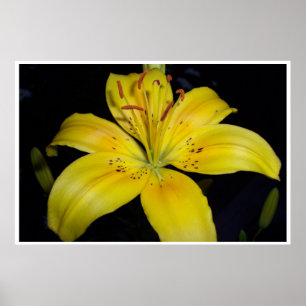 Affiches Grande Lilie Jaune