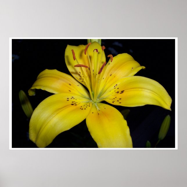Affiches Grande Lilie Jaune (Devant)