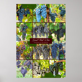 Affiches Grande variété de raisins rouges du monde