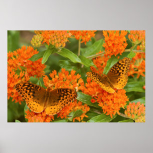 Affiches Grands fritillaires à nacres sur Asclépiade tubére