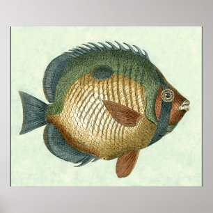 Affiches Grands poissons colorés