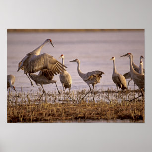 Affiches Granes de Sandhill Grus canadensis) Platte