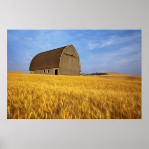 Affiches Grange ancienne rustique dans un champ de blé mûr