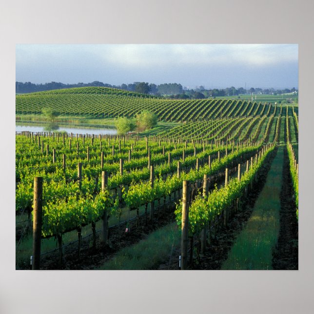 Affiches Grapevines en rangées soignées à Napa en Californi (Devant)