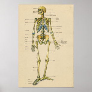 Affiches Graphique d'anatomie de squelette humain vintage
