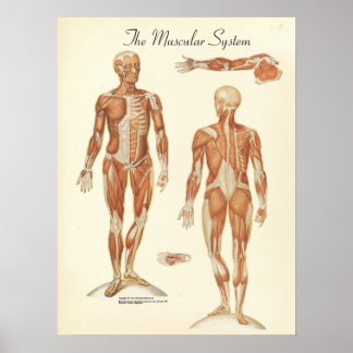 Affiches Graphique d'anatomie musculaire humaine