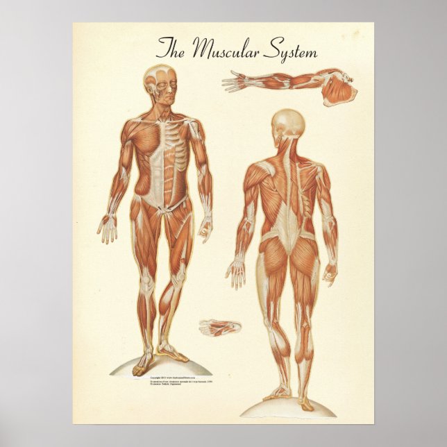 Affiches Graphique d'anatomie musculaire humaine (Devant)