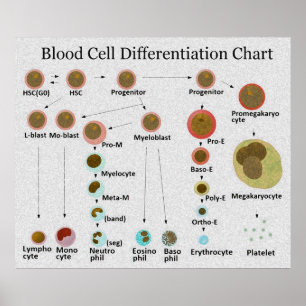 Affiches Graphique de différenciation des cellules sanguine