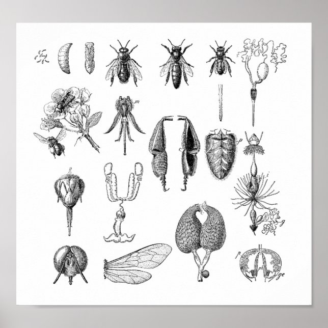 Affiches Graphique des insectes (Devant)