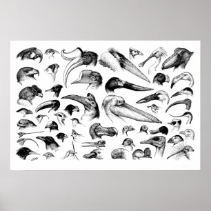 Affiches Graphique des nomenclatures