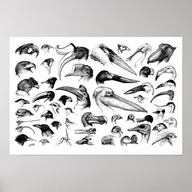 Affiches Graphique des nomenclatures (Devant)