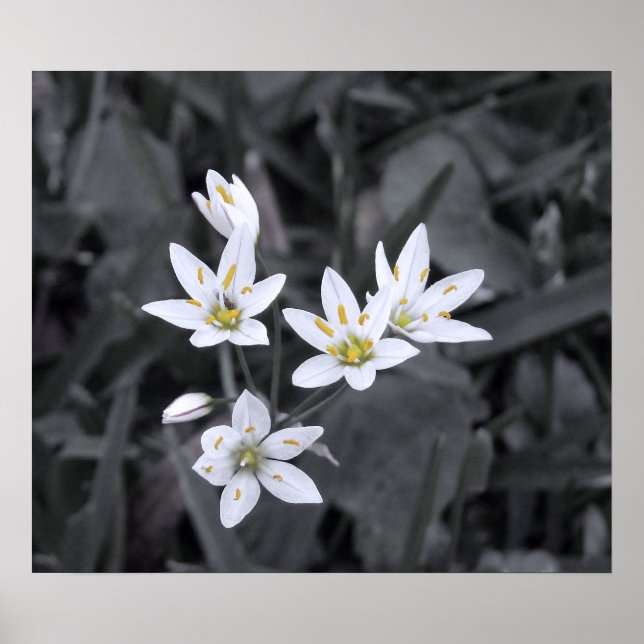 Affiches Grappe de mini-fleurs Macro photo BW/Color (Devant)