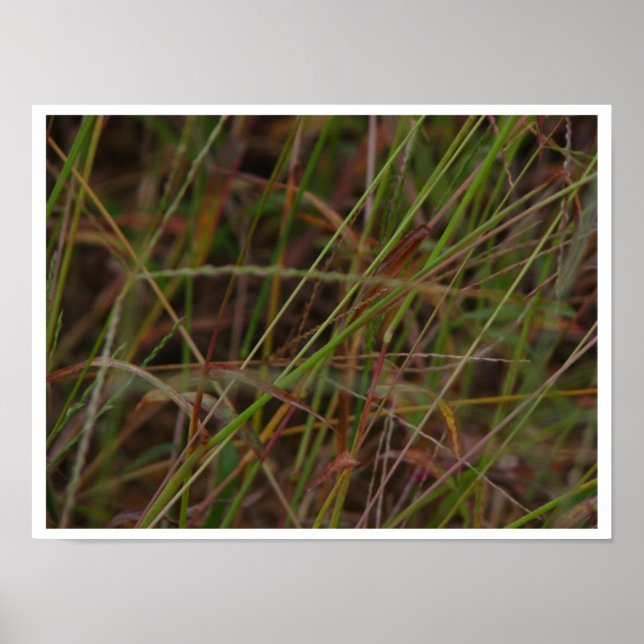 Affiches Grasses (Devant)