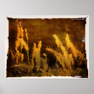 Affiches Grasses d'automne
