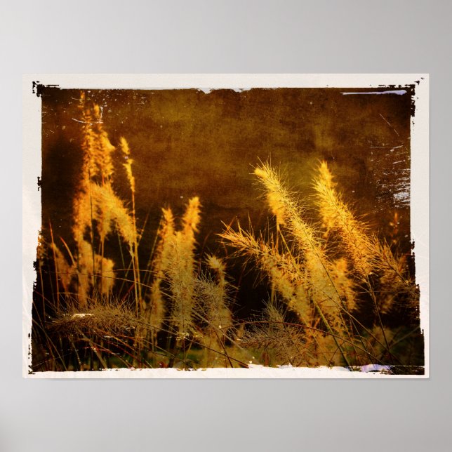 Affiches Grasses d'automne (Devant)