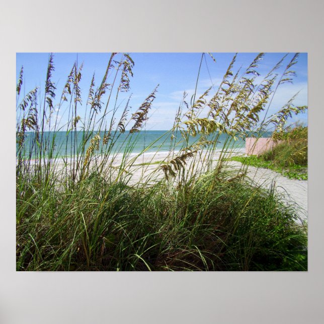 Affiches Grasses marines (Devant)