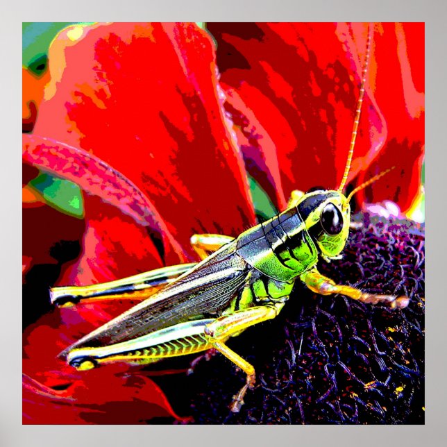 Affiches Grasshopper (Devant)