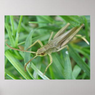 Affiches Grasshopper Print
