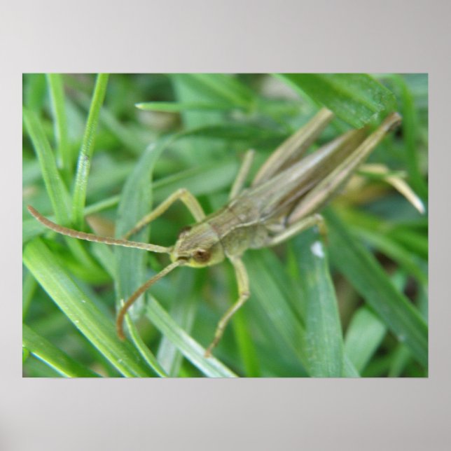 Affiches Grasshopper Print (Devant)