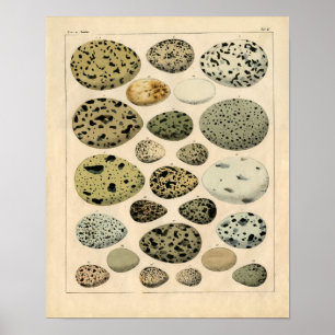 Affiches Gravure à l'eau-forte zoologique classique - oeufs