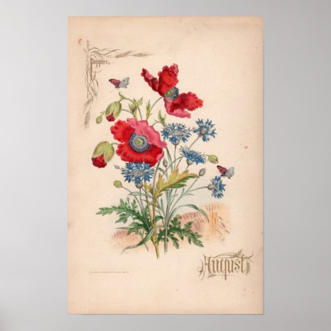 Affiches Gravures botaniques, août (Devant)