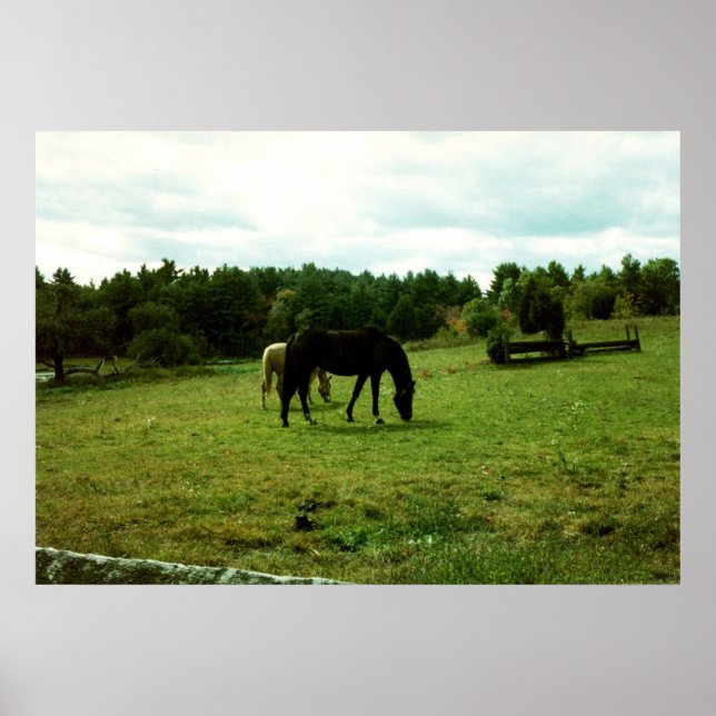 Affiches Grazing Horses (Devant)